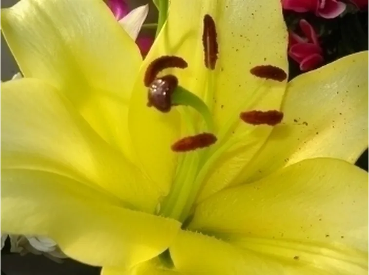 significato fiori lilium gialle