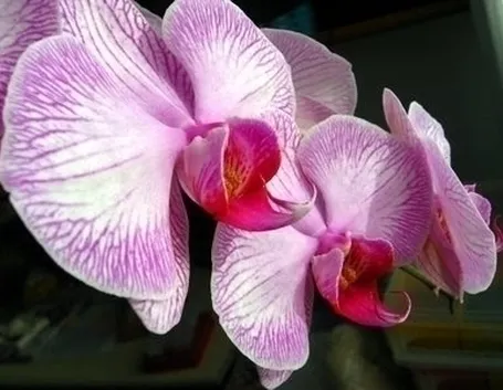 significato fiori orchidee bianche