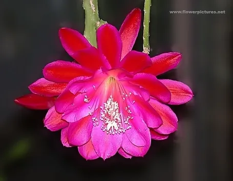 significato fiori orchidee gialle