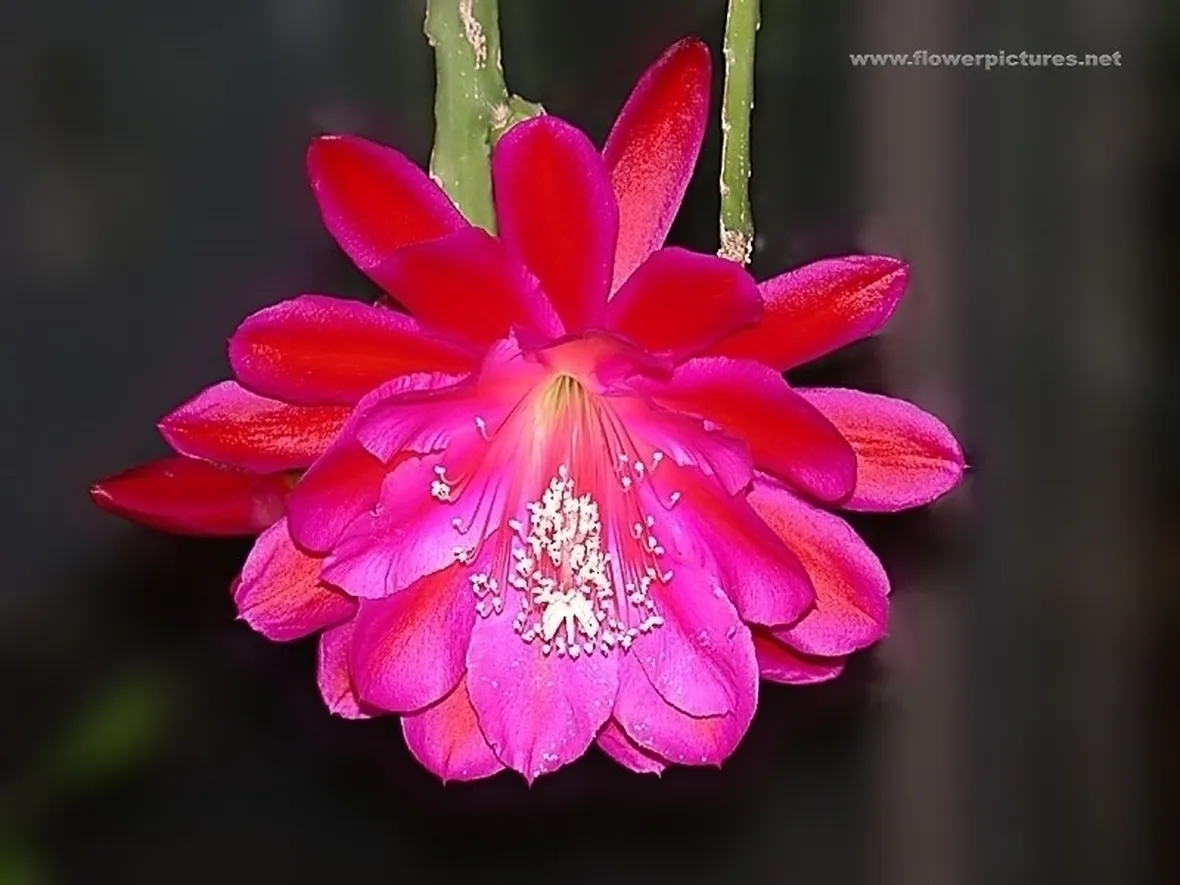 significato fiori orchidee gialle