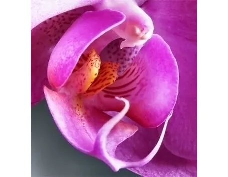 significato fiori orchidee viola