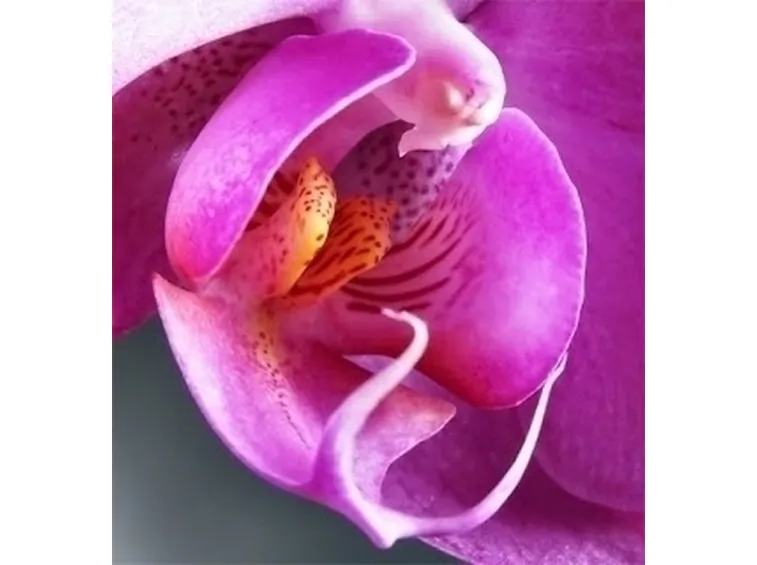 significato fiori orchidee viola