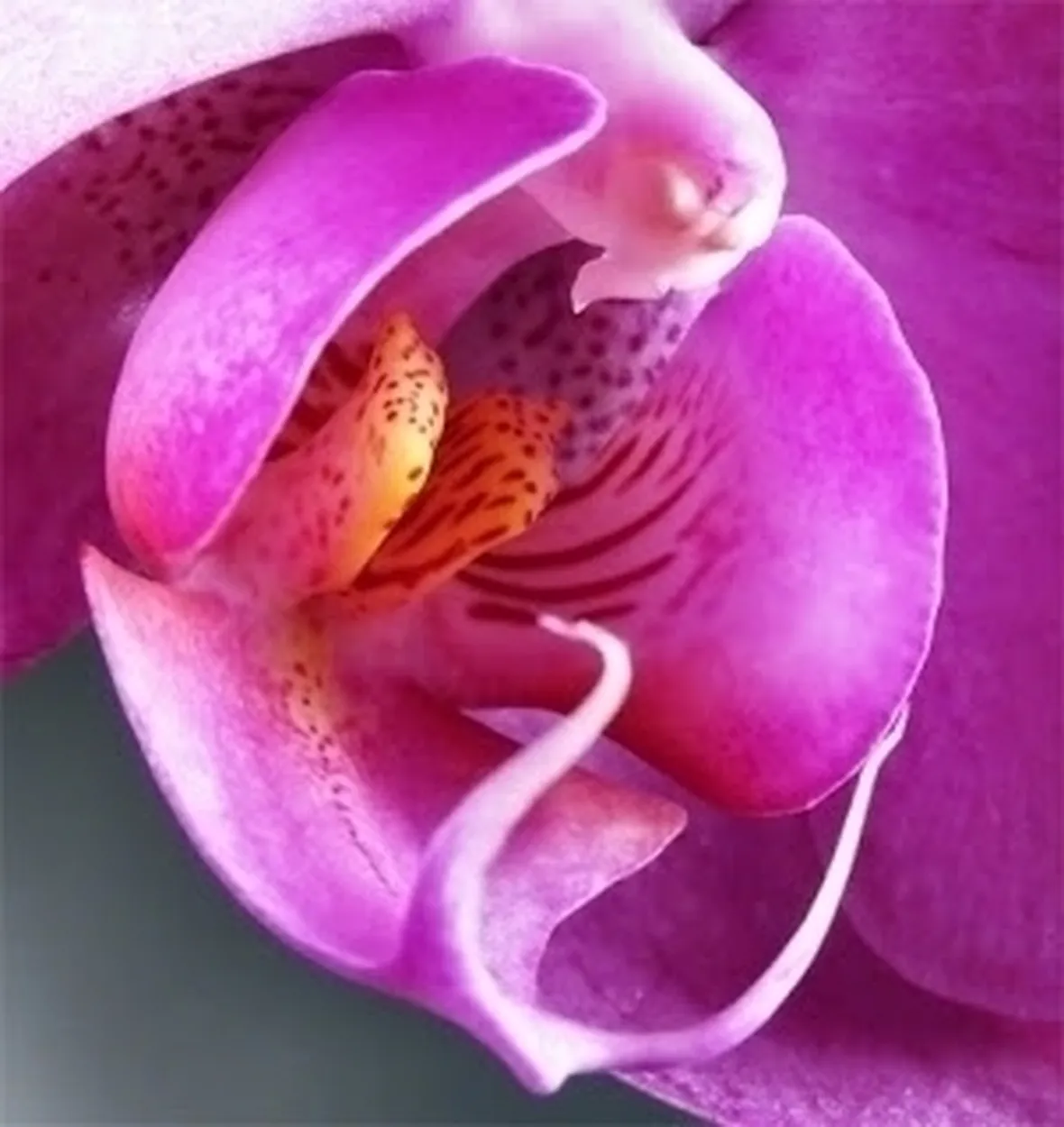 significato fiori orchidee viola