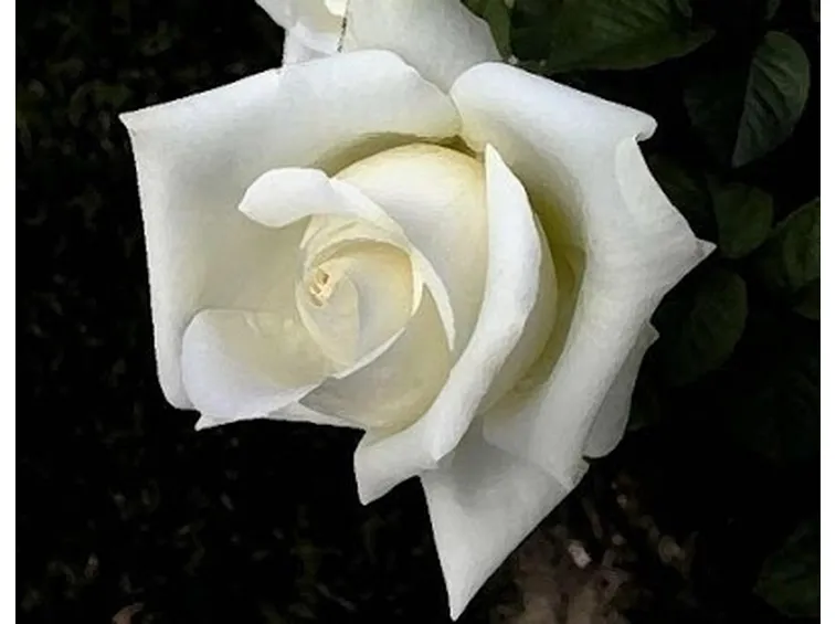 significato fiori rose bianche