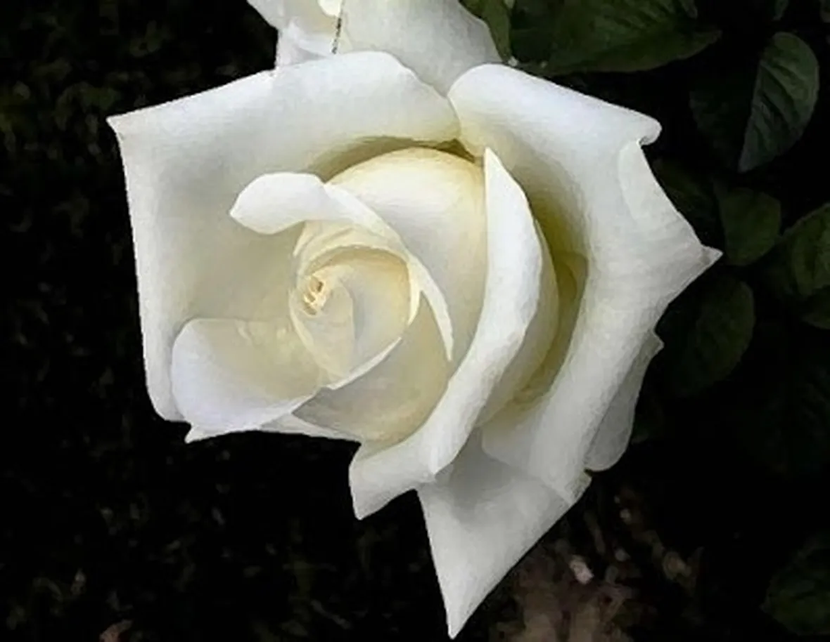 significato fiori rose bianche