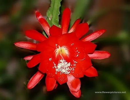 significato fiori rose gialle