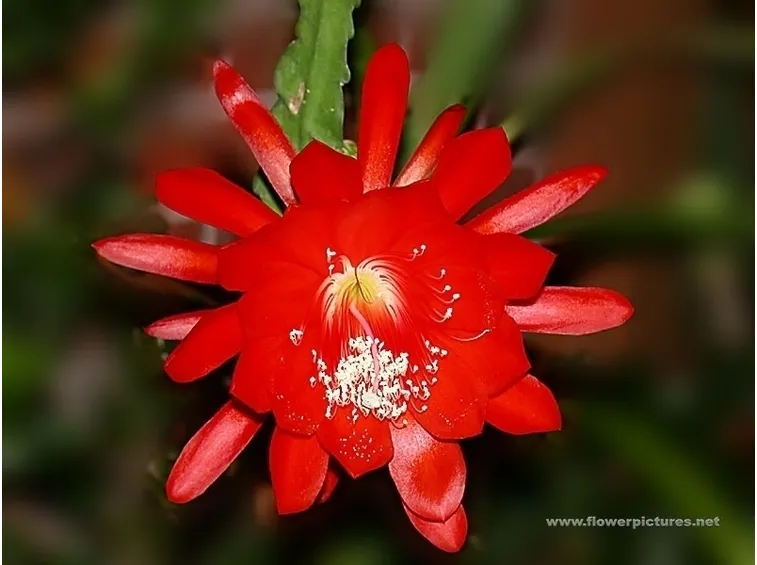 significato fiori rose gialle