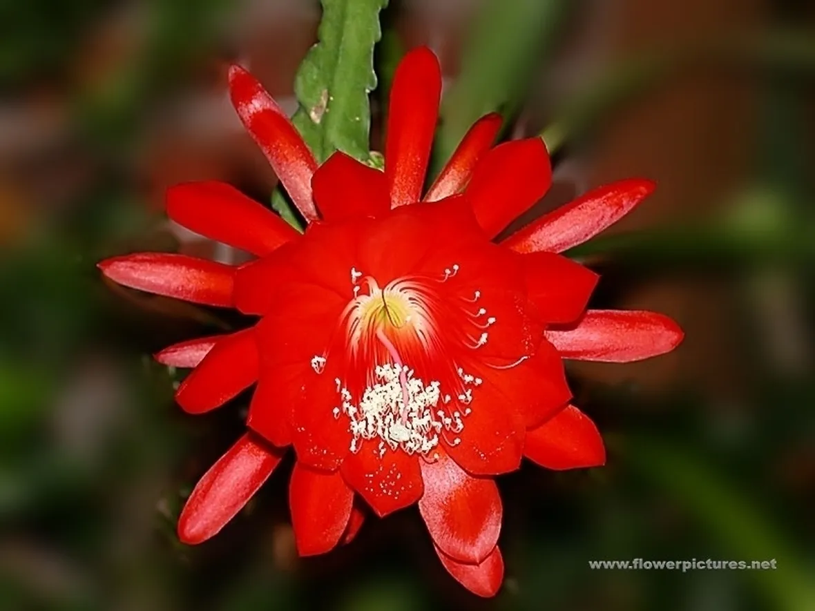 significato fiori rose gialle