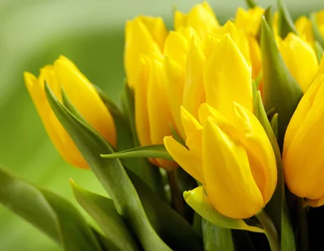 Significato fiori tulipani gialli