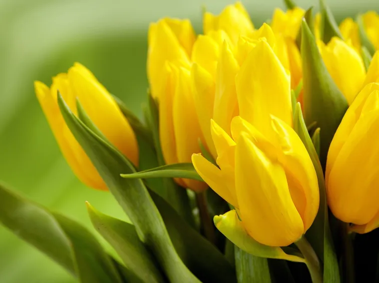 Significato fiori tulipani gialli