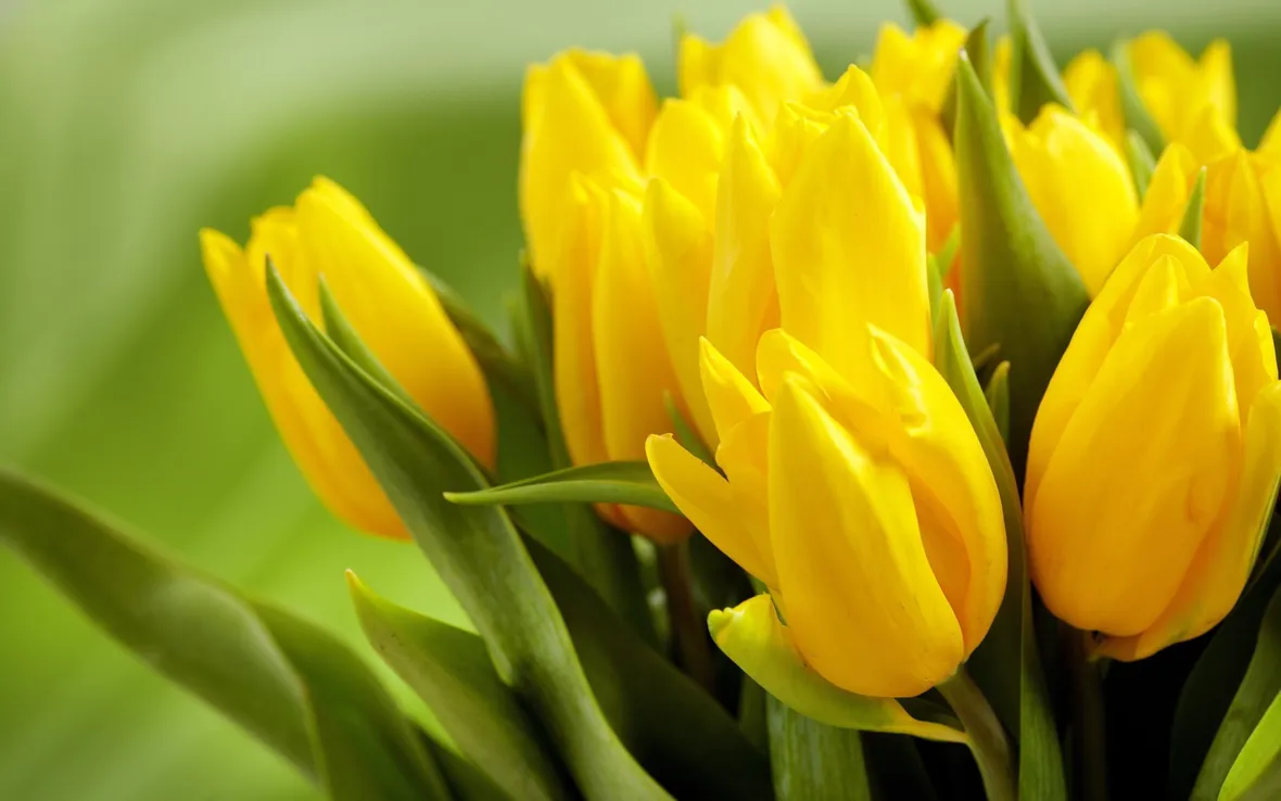 Significato fiori tulipani gialli