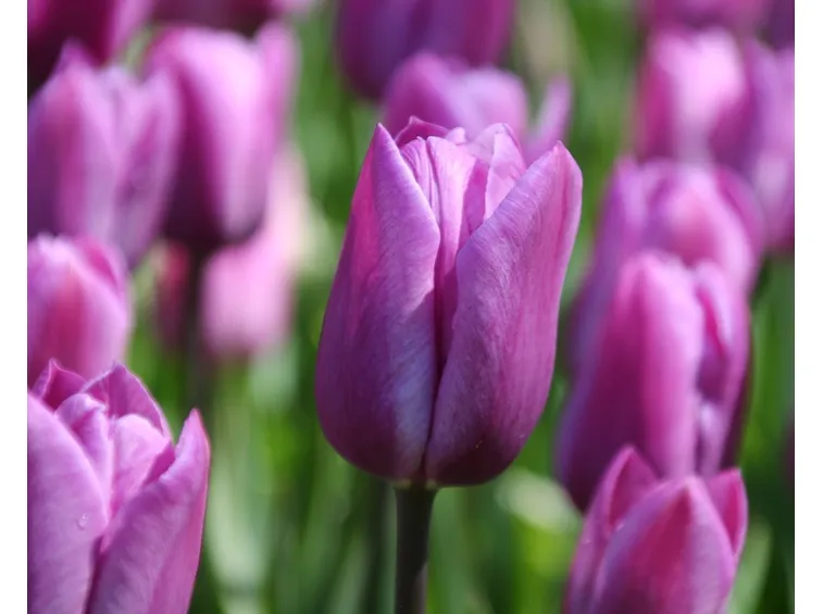 significato fiori tulipani viola
