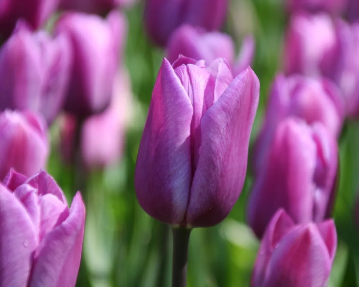 significato fiori tulipani viola