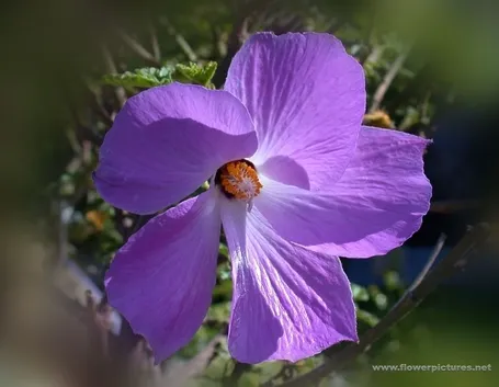 significato gerbere viola