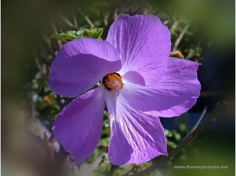 significato gerbere viola