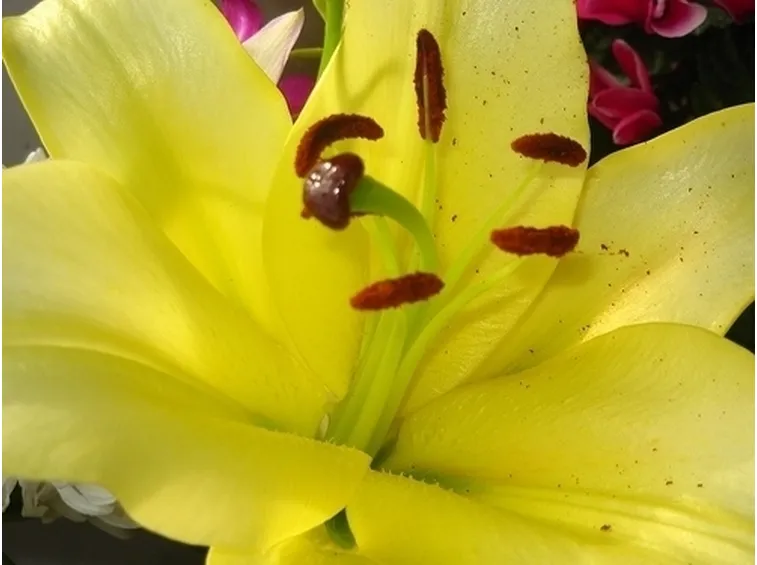 significato lilium gialle