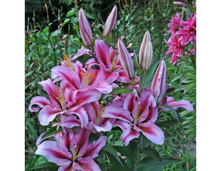 significato lilium viola