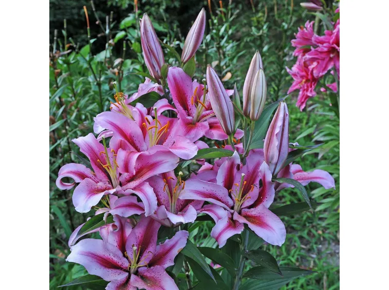 significato lilium viola