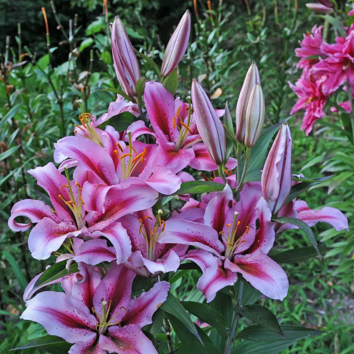 significato lilium viola
