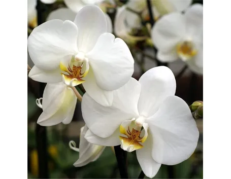 significato orchidee bianche