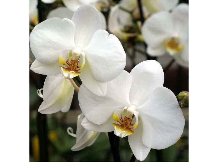 significato orchidee bianche
