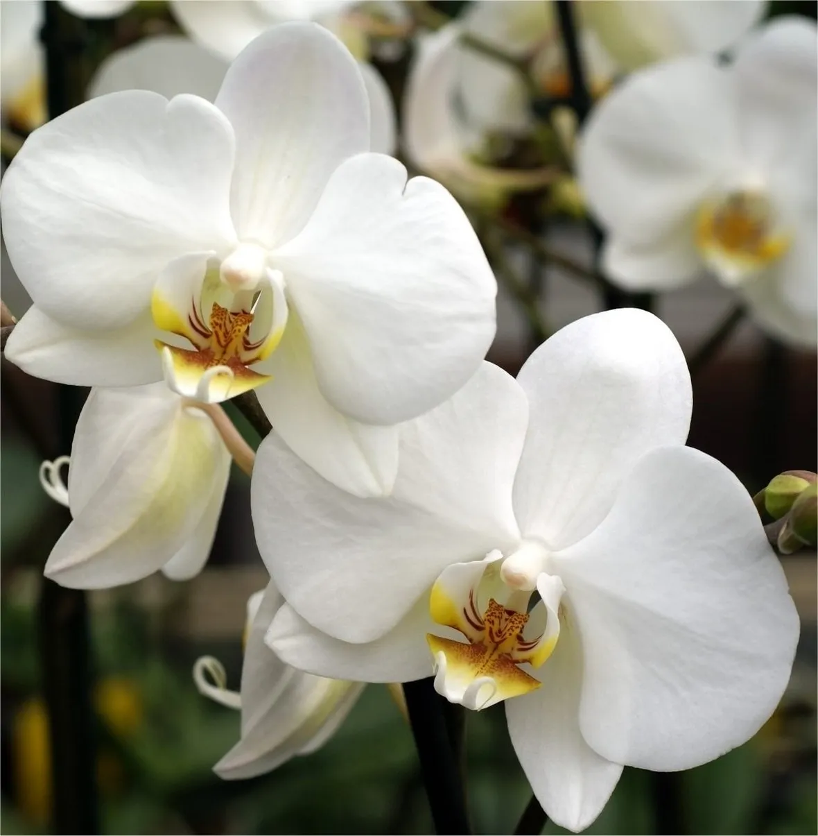 significato orchidee bianche