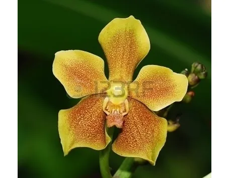 significato orchidee gialle