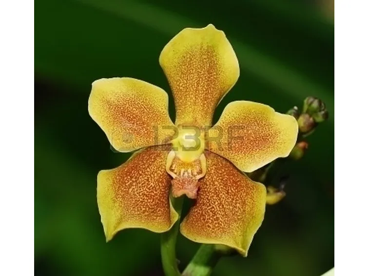 significato orchidee gialle