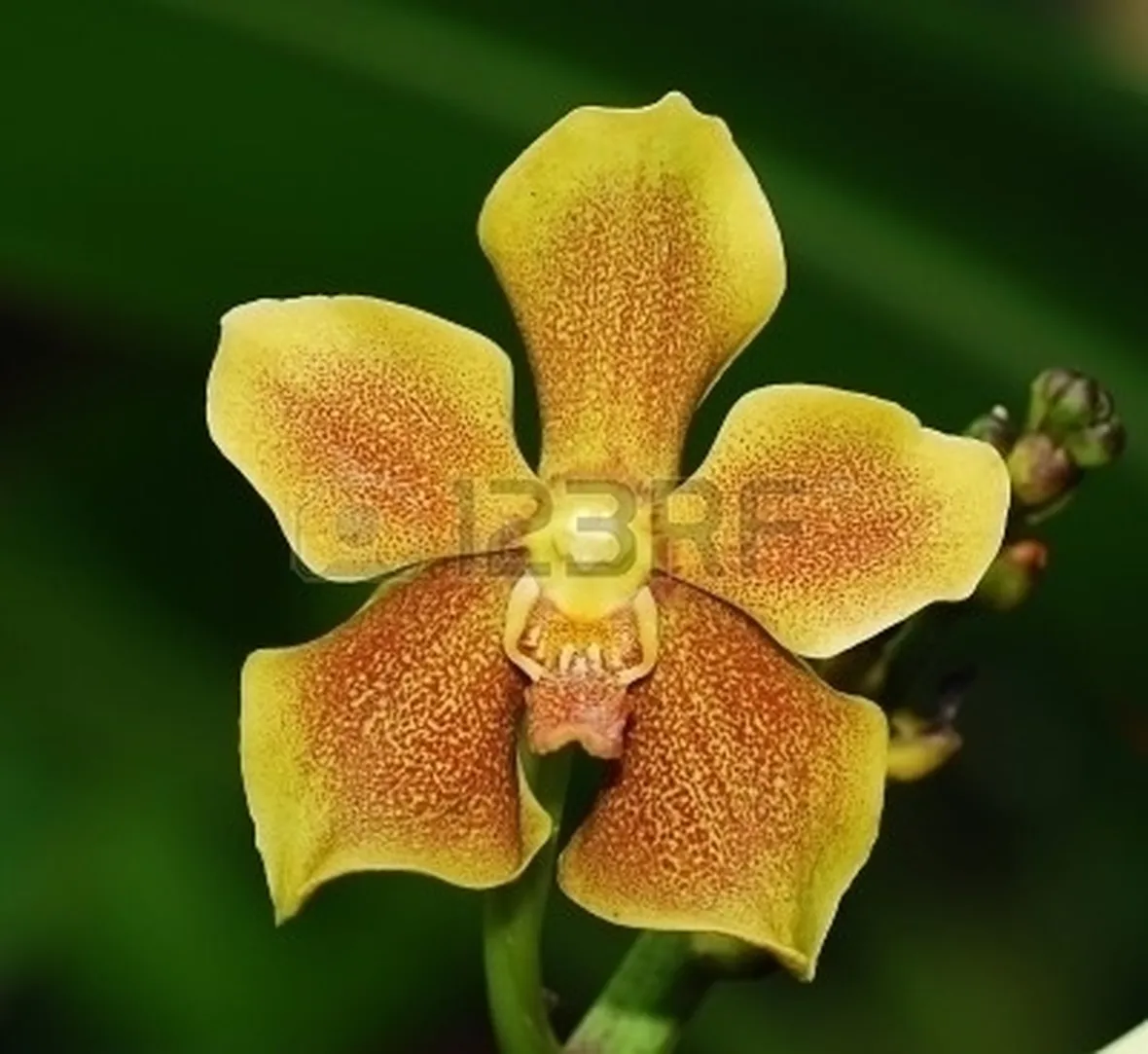 significato orchidee gialle