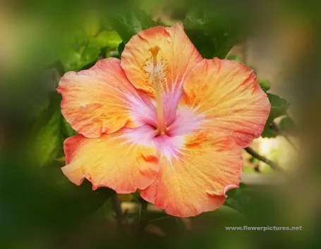 significato orchidee viola