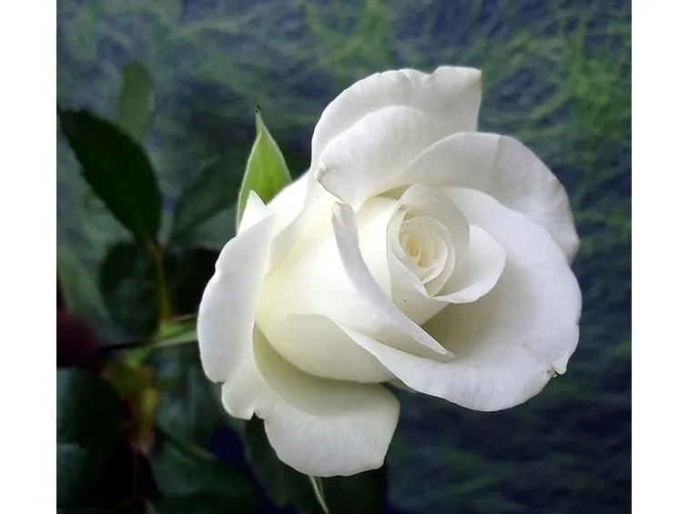 significato rose bianche