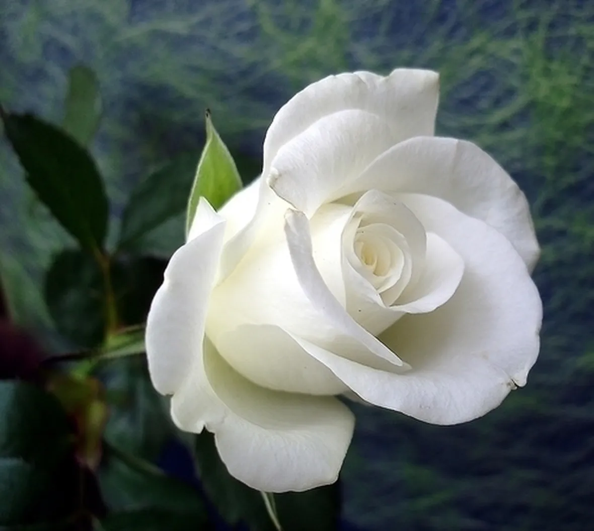 significato rose bianche