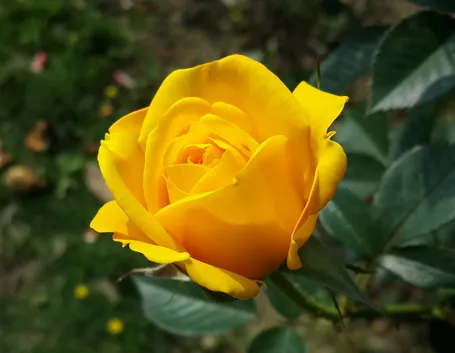 significato rose gialle