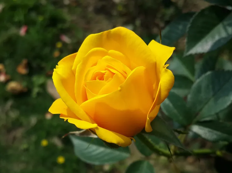 significato rose gialle