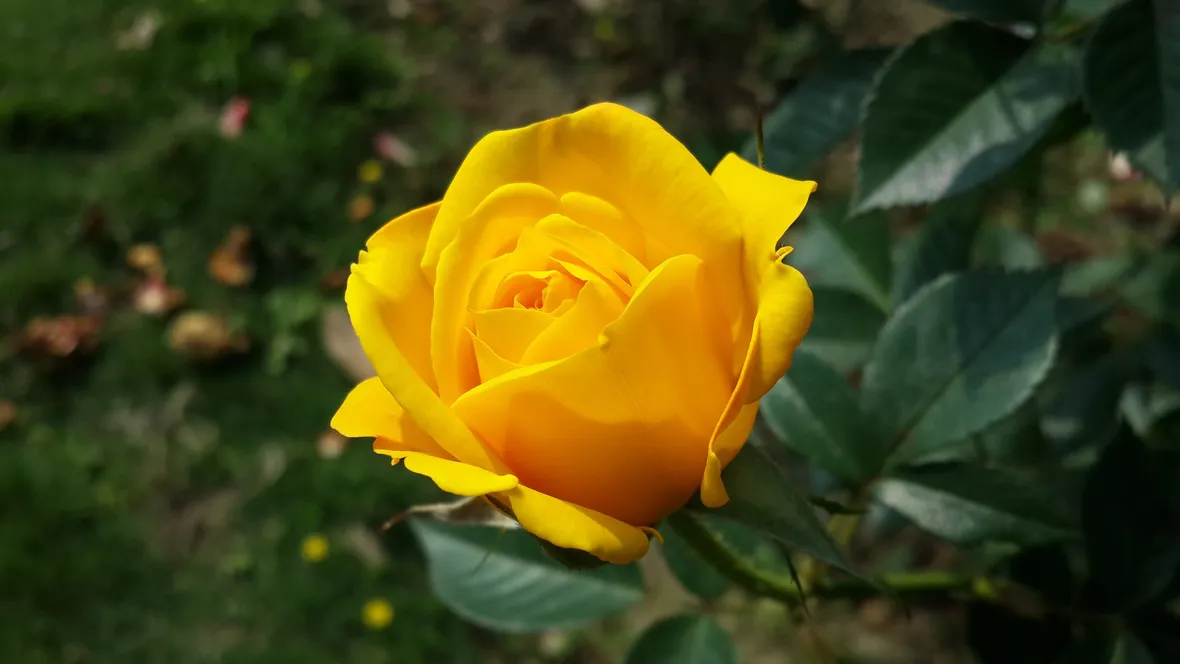 significato rose gialle