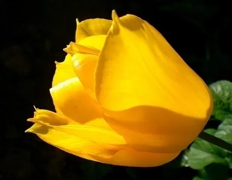 significato tulipani gialle