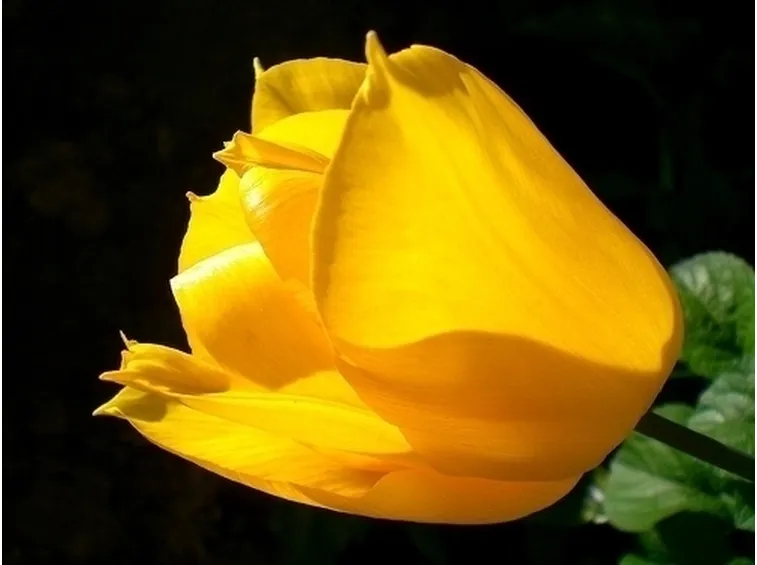 significato tulipani gialle