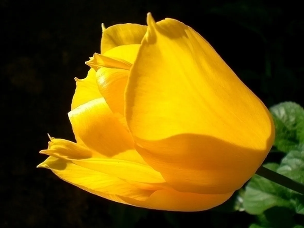 significato tulipani gialle