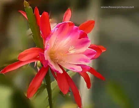 significato tulipani viola