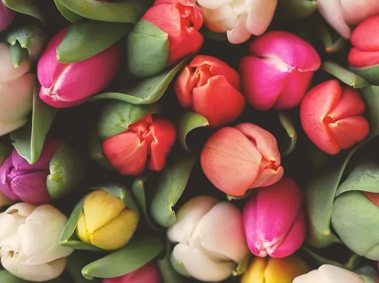 tulipani colorati