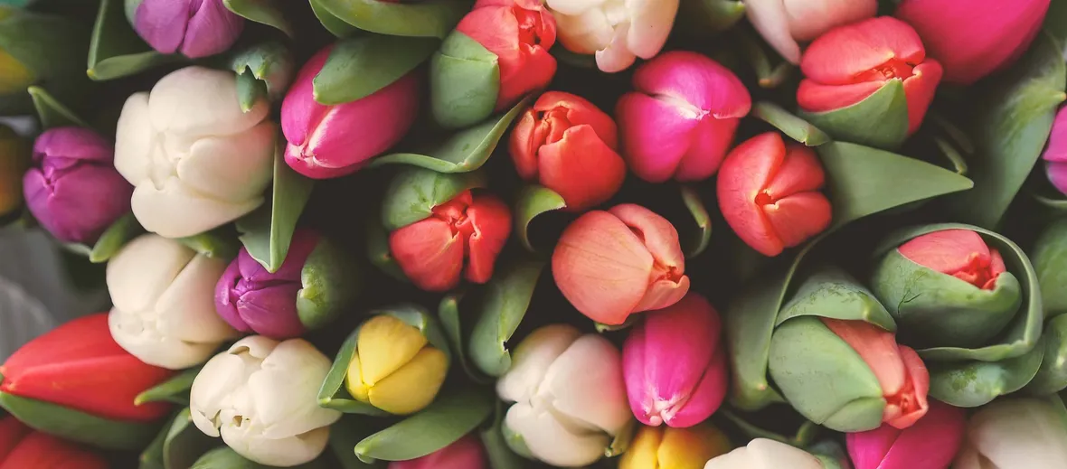 tulipani colorati