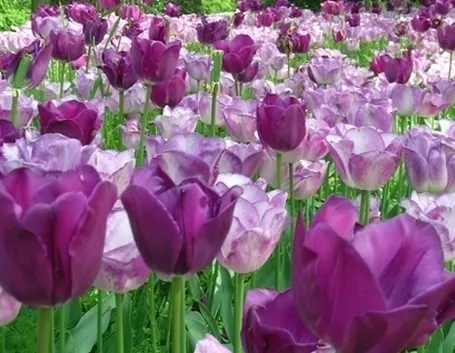 tulipani viola-1