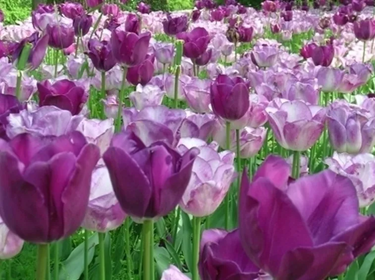 tulipani viola-1