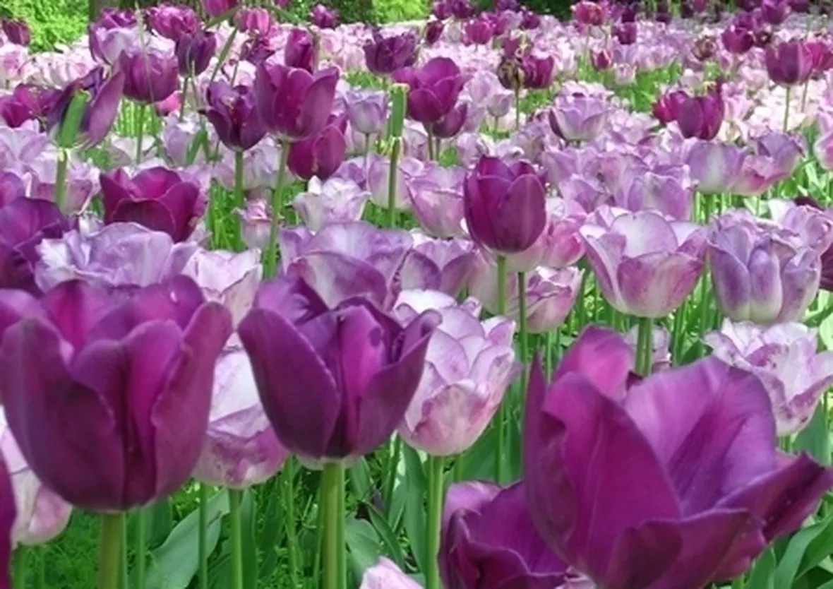 tulipani viola-1