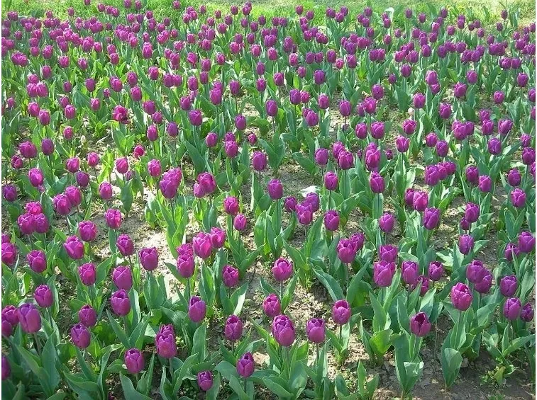 tulipani viola