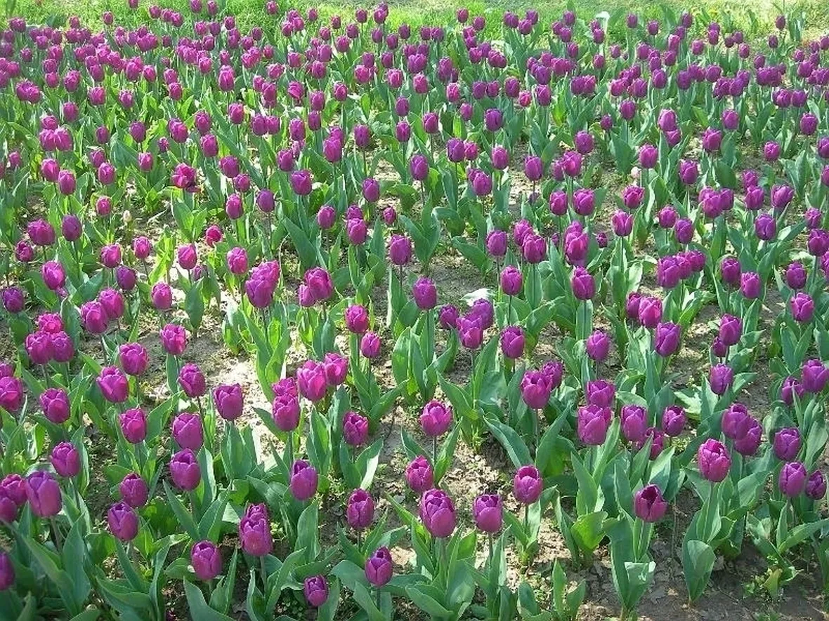 tulipani viola