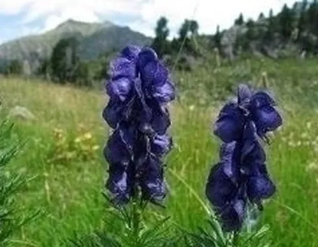 Piante da erboristeria