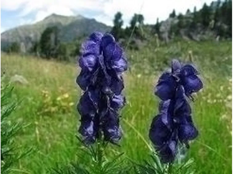 Piante da erboristeria