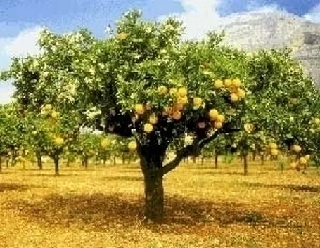 Le diverse specie di piante da frutto