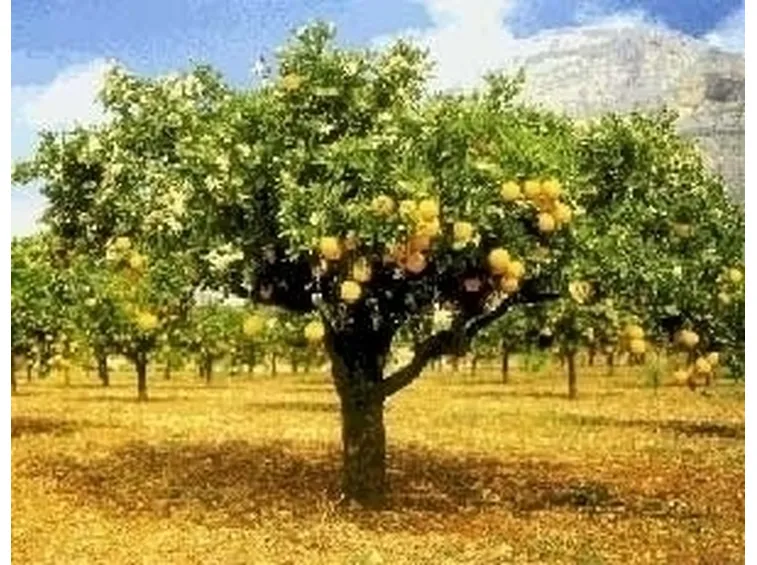 Le diverse specie di piante da frutto